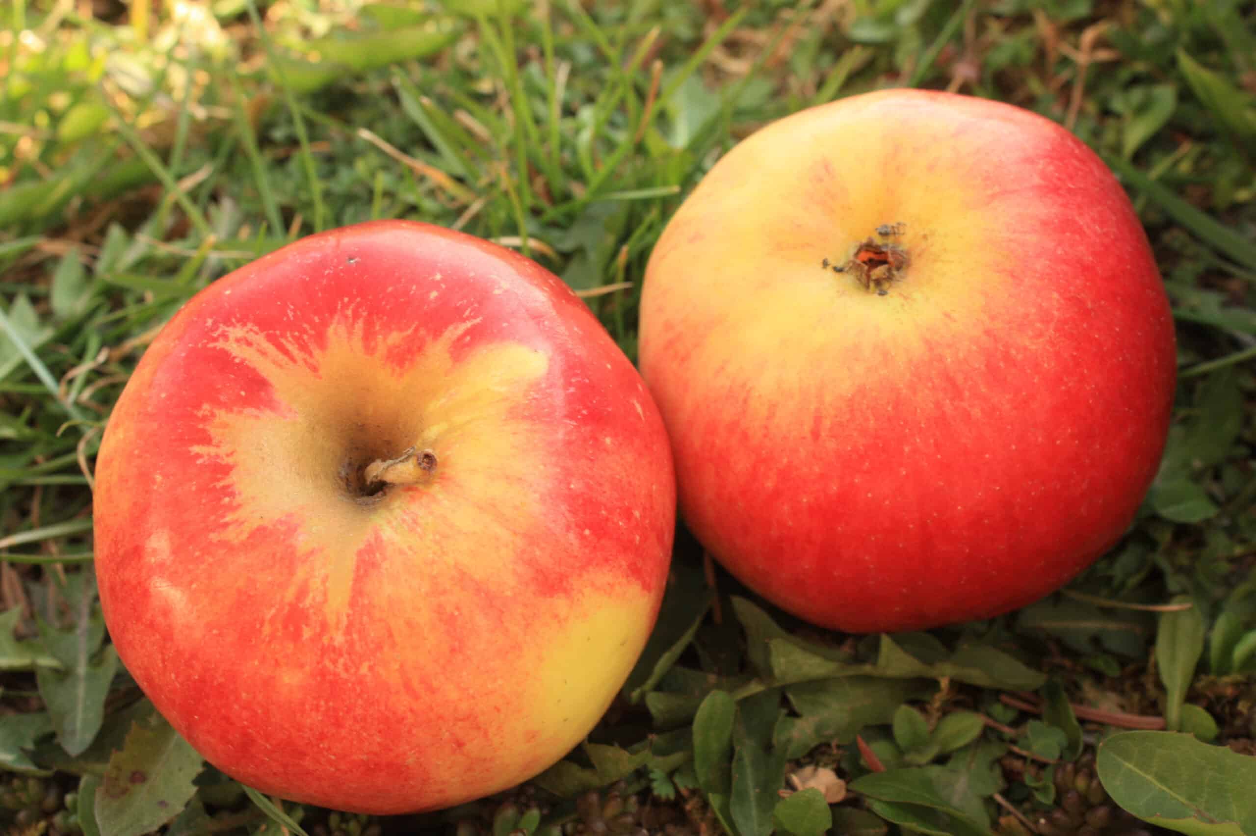 zwei Äpfel