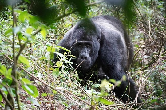 Gorilla in Ugnada