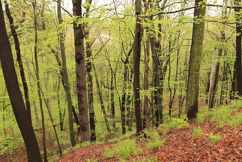 Wald Hirsche